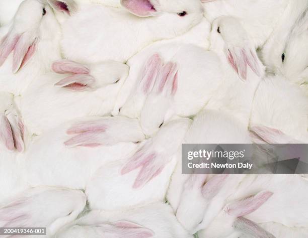 group of white rabbits (oryctolagus cuniculus), overhead view - white rabbit ストックフォトと画像