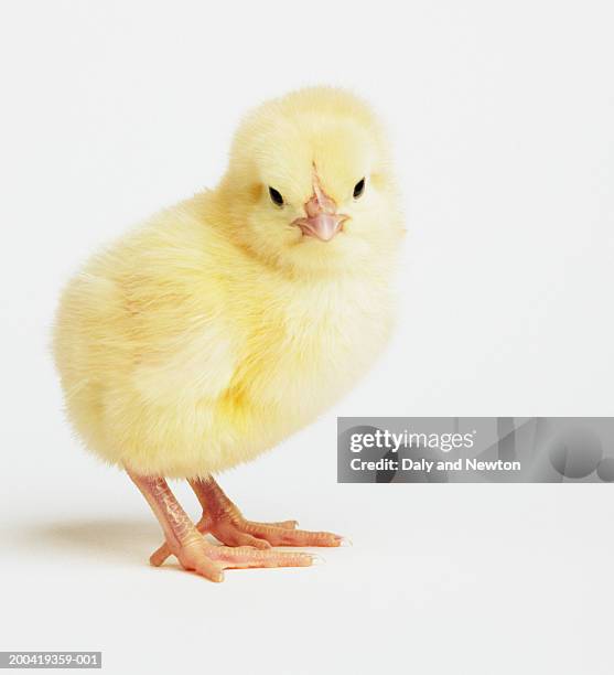 yellow chick (gallus domesticus), close up - baby chicken stock pictures, royalty-free photos & images