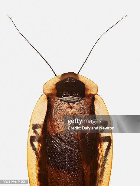 false death's head cockroach (blaberus discoidalis), close up - voelspriet stockfoto's en -beelden