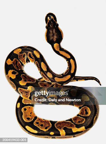 Royal python (Python regius), close up Royal python (Python regius), close up