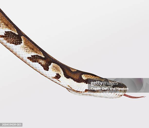 royal python's (python regius) head, close up, side view - morelia stock pictures, royalty-free photos & images