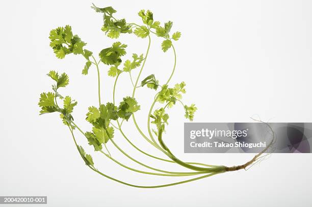 Local Roots Cilantro 166 Cilantro Root Stock Photos, High-Res Pictures, and Images - Getty ...