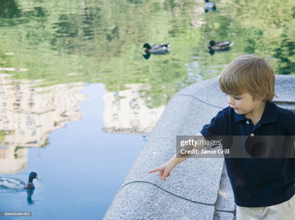 Boy (2-4) pointing at ducks in pond