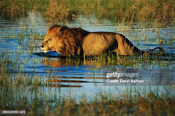 male lion (panthera leo) crossing marshland, side view - okawangodelta stock-fotos und bilder