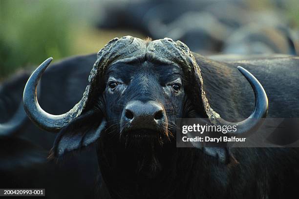 cape buffalo (syncerus caffer), close-up - cape-buffalo stock pictures, royalty-free photos & images
