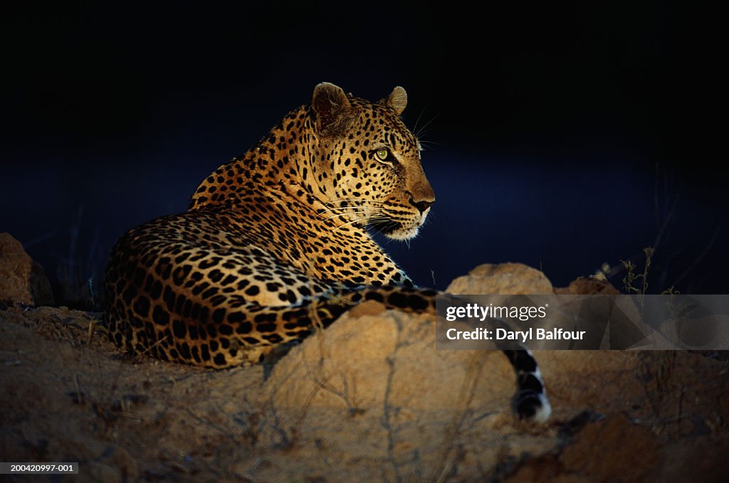 African leopard (Panthera pardus) laying on rock