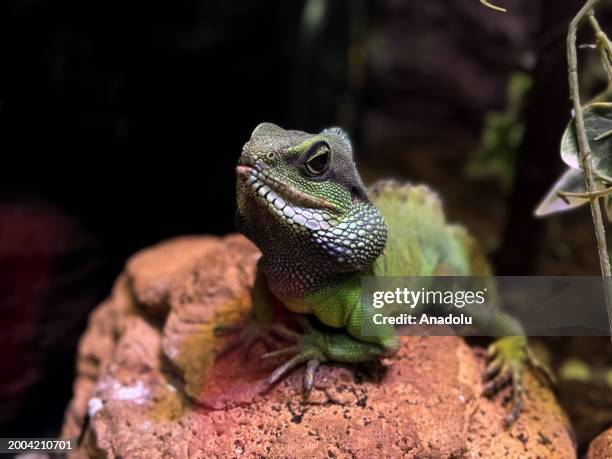 View of reptile which is in danger of extinction at WildPark, established inside the Antalya Aquarium in Antalya, Turkiye on February 12, 2024. There...