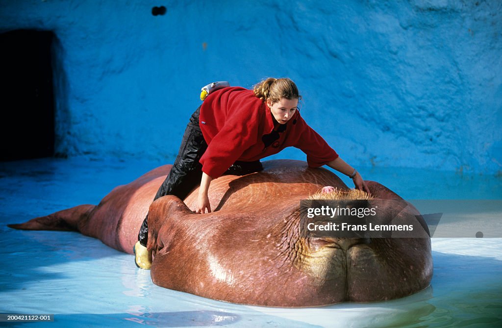 The Netherlands, Harderwijk, Dolfinarium, zoo keeper with walrus