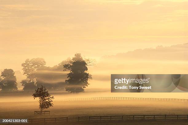 farm shrouded in mist, dawn - baltimore maryland daytime stock pictures, royalty-free photos & images