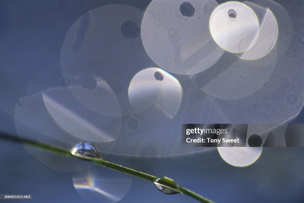 Dew drops on pine needles, close-up