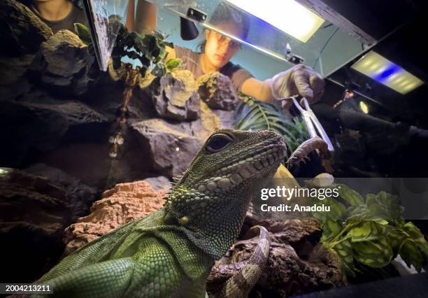 View of reptile which is in danger of extinction at WildPark, established inside the Antalya Aquarium in Antalya, Turkiye on February 12, 2024. There...