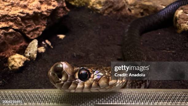 View of snake which is in danger of extinction at WildPark, established inside the Antalya Aquarium in Antalya, Turkiye on February 12, 2024. There...