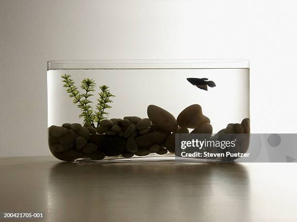 silhouette of betta fish in aquarium with rocks - aquarium plants 個照片及圖片檔