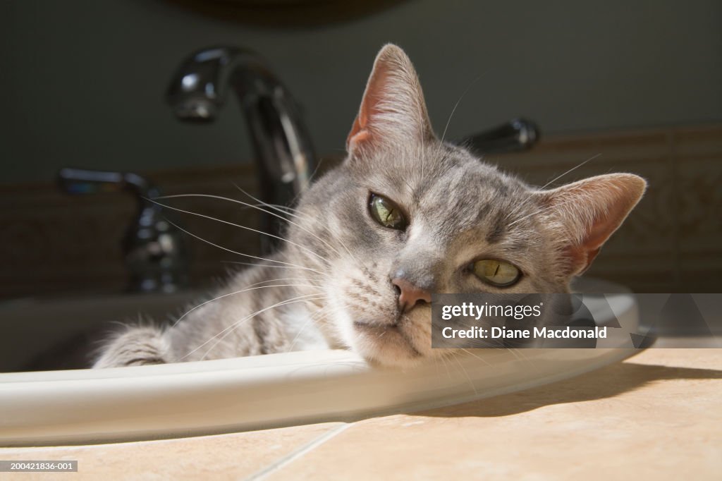 Cat lying on in bathroom sink.