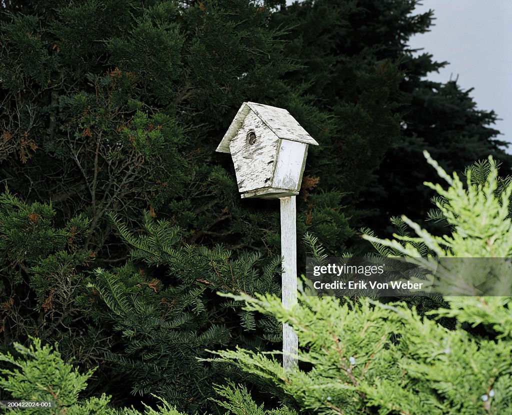Weathered birdhouse among pines