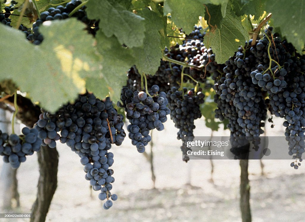 Black Grapes on the Vine