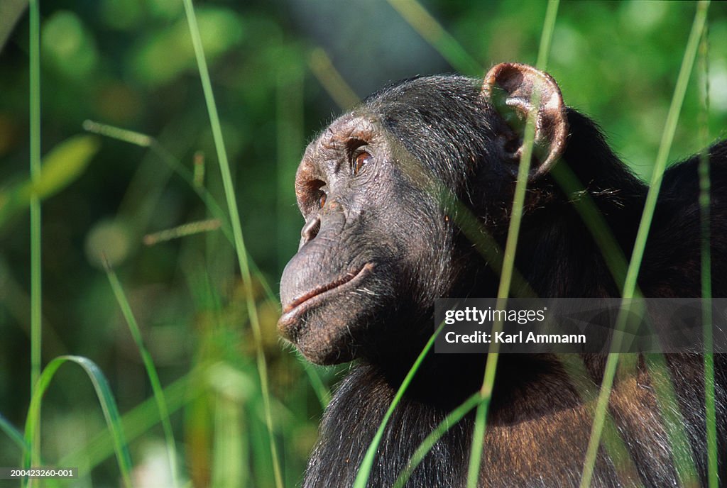 Male chimpanzee (Pan troglodytes), view through blades of grass