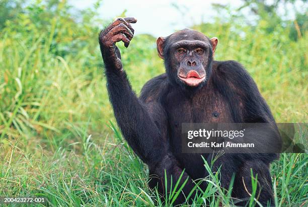 female chimpanzee (pan troglodytes) calling - funny monkeys fotografías e imágenes de stock