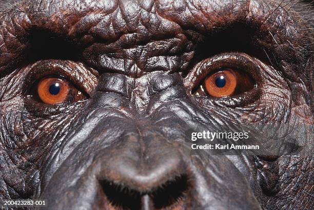 male chimpanzee (pan troglodytes), close-up of eyes - common chimpanzee foto e immagini stock