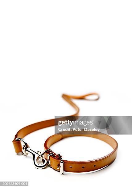 dog lead and collar - collare foto e immagini stock