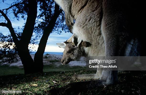 Joey Kangaroo Pouch Photos And Premium High Res Pictures Getty Images joey-kangaroo-pouch-photos-and-premium-high-res-pictures-getty-images