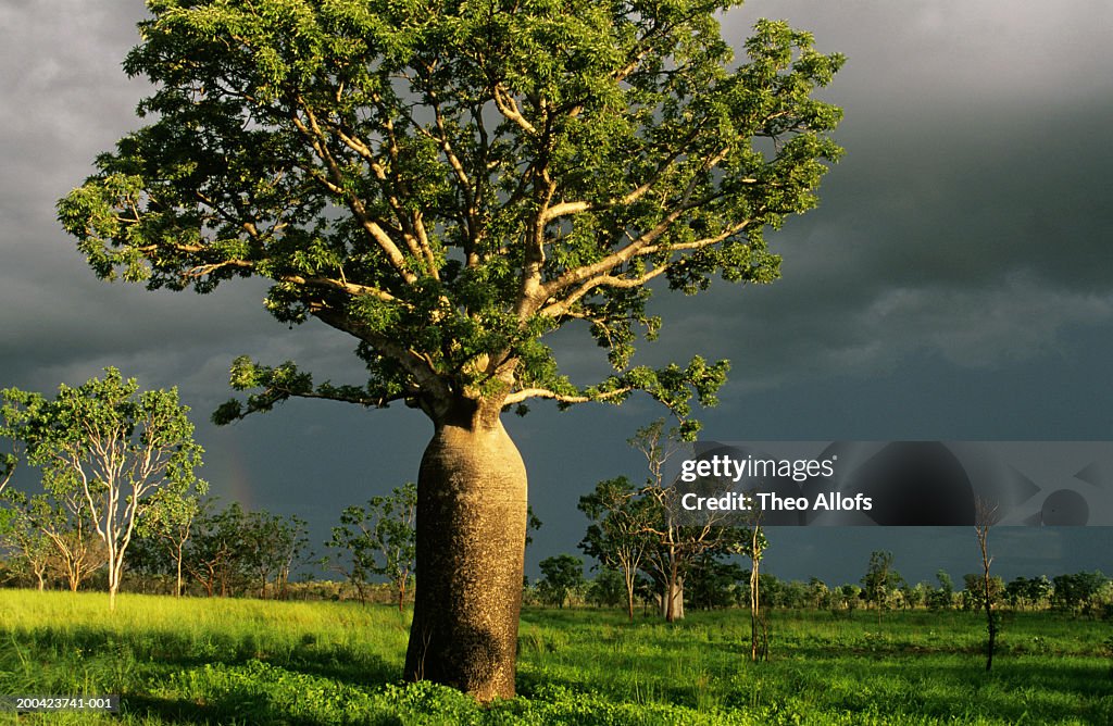 Australia, Kimberley Plain, baobab tree (Adansonia gregorii)