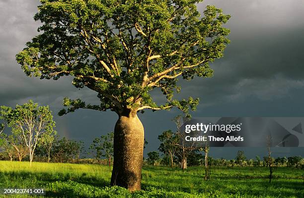 australia, kimberley plain, baobab tree (adansonia gregorii) - baobab tree stock pictures, royalty-free photos & images