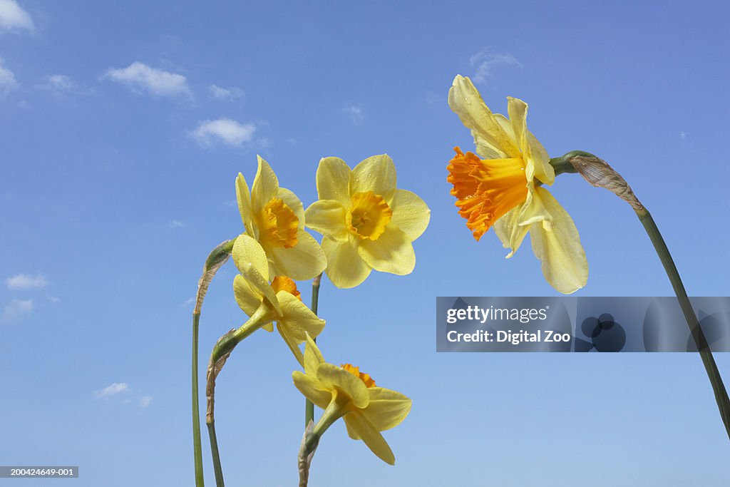 Five daffodils (Narcissus sp) against blue sky, close-up