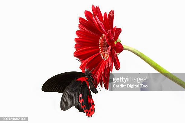 butterfly on red gerbera (gerbera sp) flower head, close-up - butterfly on white stockfoto's en -beelden