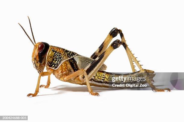locust (acrididae family), close-up, side view - insetto foto e immagini stock