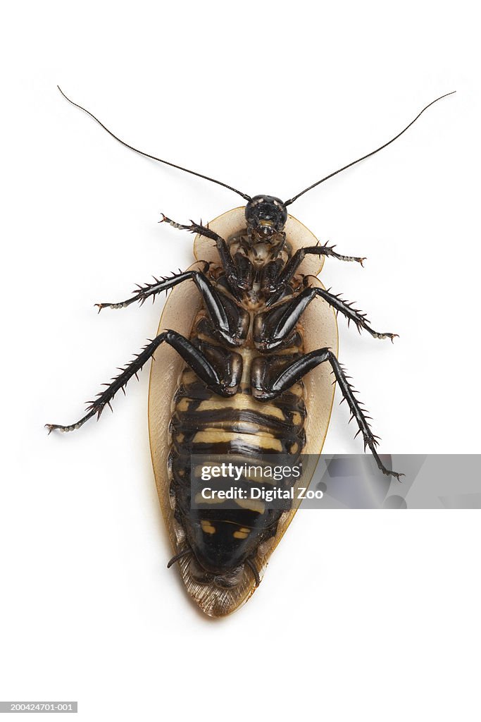 Cockroach Bottom Cockroach Upside Down Closeup Overhead View High-Res Stock Photo ...