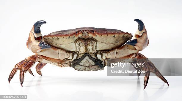 edible crab (cancer pagurus), close-up - crustacé photos et images de collection