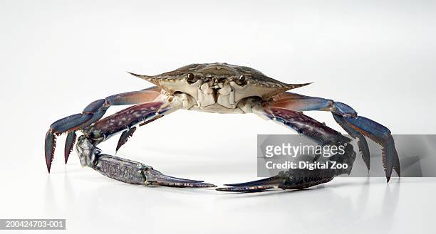 blue crab (callinectes sapidus), close-up - blue crabs stock pictures, royalty-free photos & images