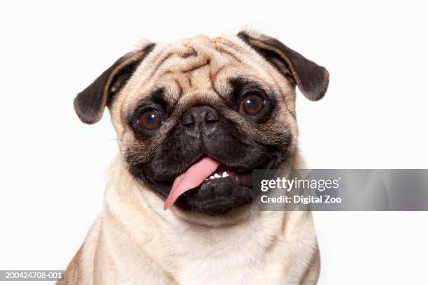 pug dog panting, portrait, close-up - möpse stock-fotos und bilder