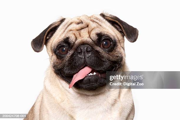 pug dog panting, portrait, close-up - pug fotografías e imágenes de stock