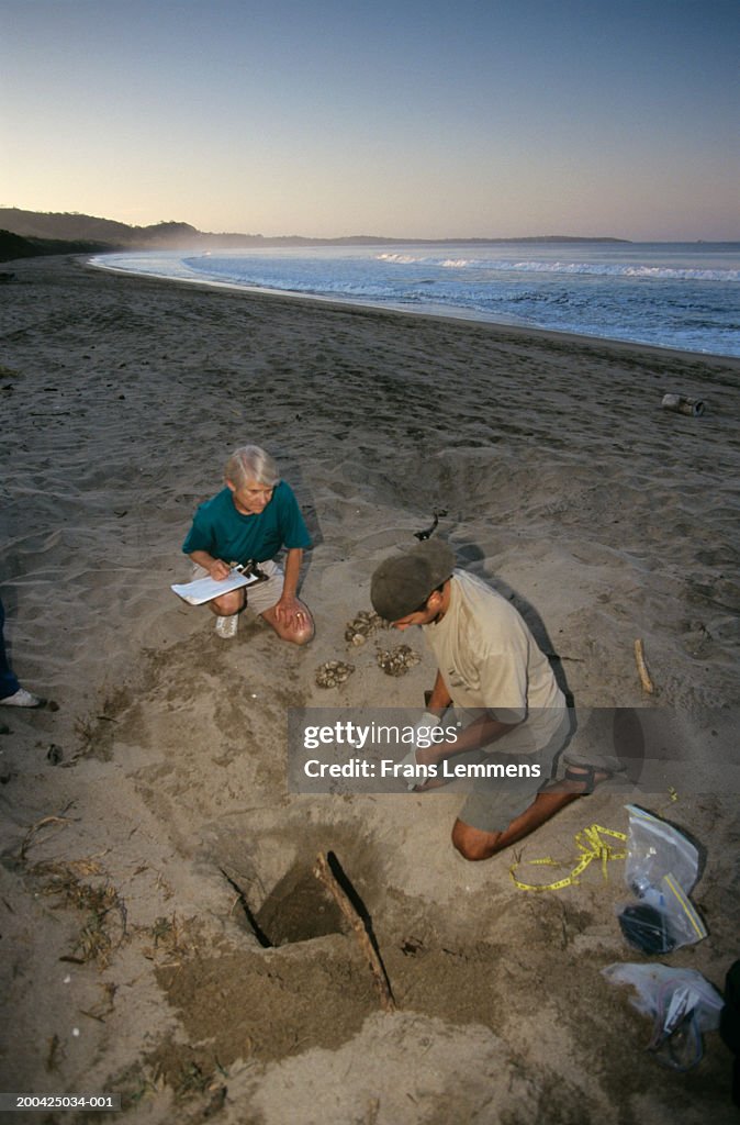 Costa Rica, Tamarindo, Playa Grande, biologists checking turtle eggs