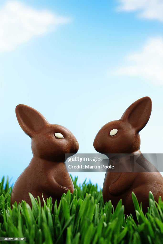 Two chocolate Easter bunnies facing each other in grass, side view