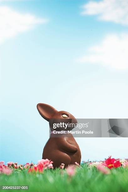 chocolate easter bunny amongst flowers in grass, side view - easter bunny stock pictures, royalty-free photos & images