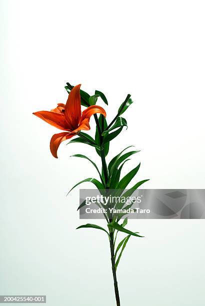 lily (lilium sp.) - lily stock pictures, royalty-free photos & images