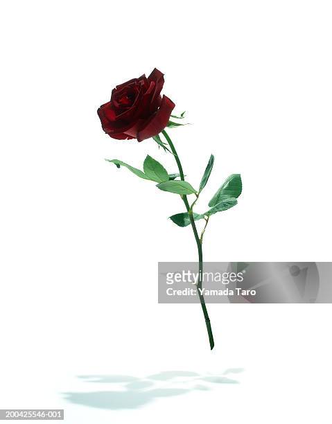 long stem rose (rosa.sp) - long stem flowers - fotografias e filmes do acervo