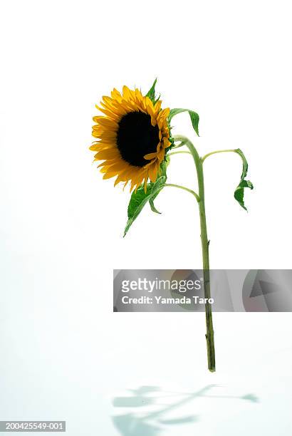 sunflower (helianthus) - sunflower stock pictures, royalty-free photos & images