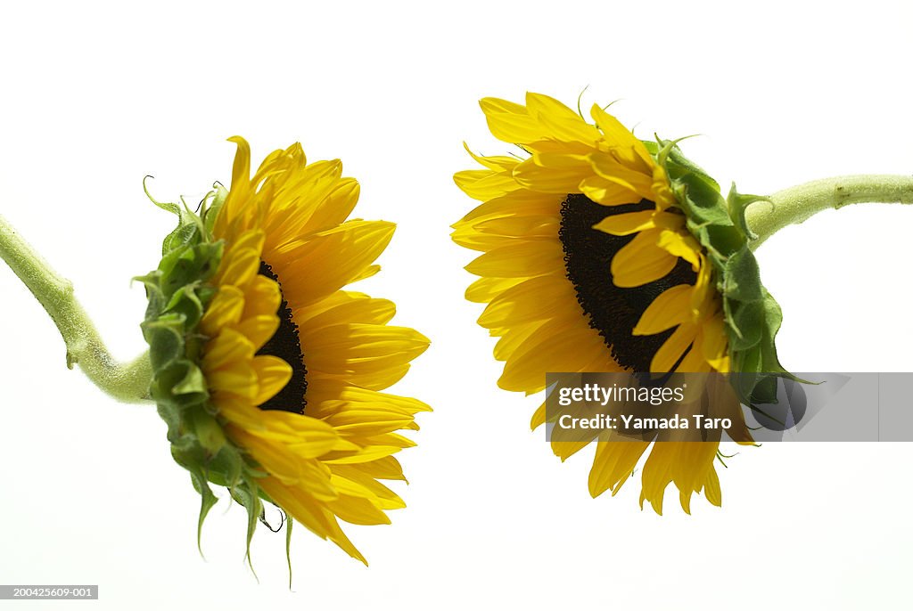 Two sunflowers (Helianthus)