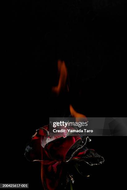 rose (rosa sp.) burnt - burning rose stock pictures, royalty-free photos & images