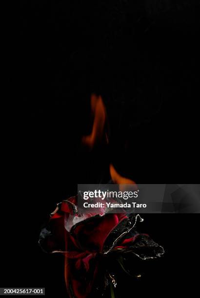 rose (rosa sp.) burnt - burning rose bildbanksfoton och bilder