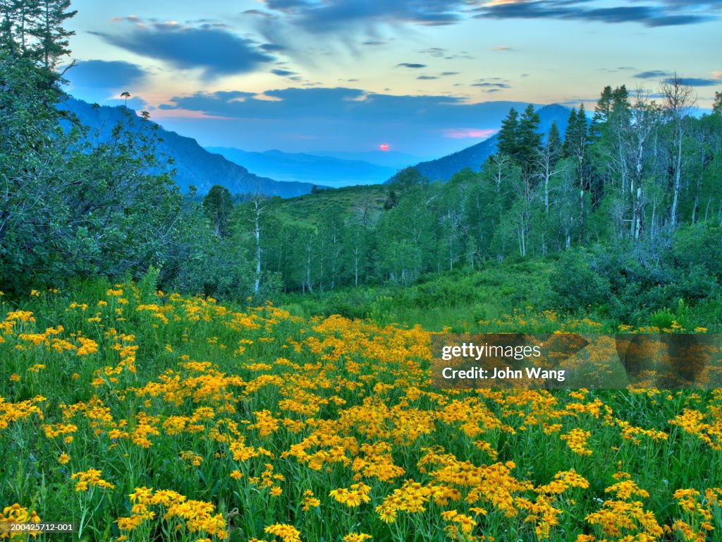 USA, Utah, Unita National Forest at sunset