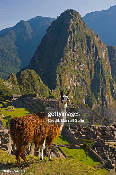 peru, llama overlooking ruins of machu picchu - vilcabamba peru 個照片及圖片檔