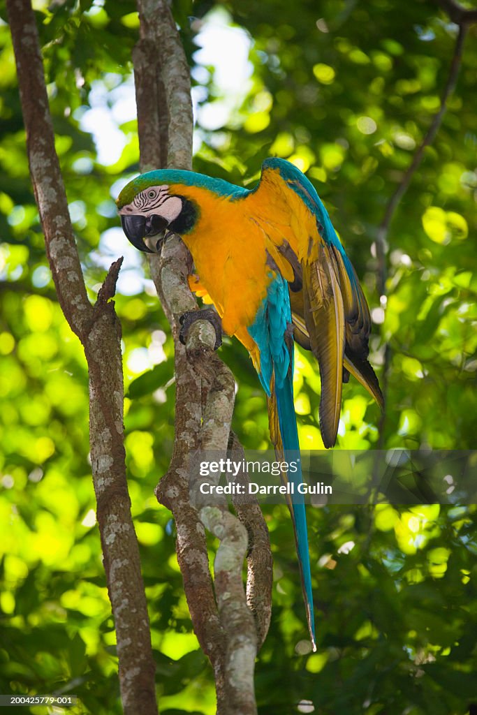 Peru, Manu, Blue and Yellow Macaw (Ara ararasuna)