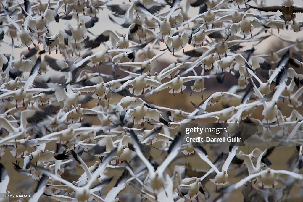 Snow geese (Chen caerulescens) taking flight, full frame