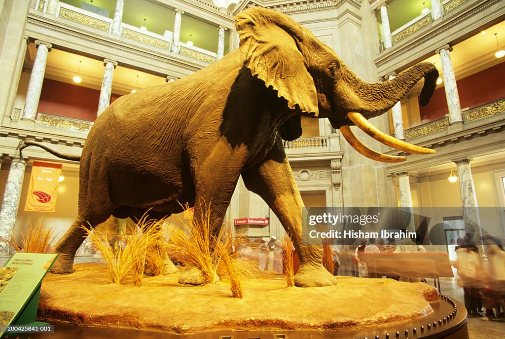 USA, Washington DC, Natural History Museum, giant elephant display