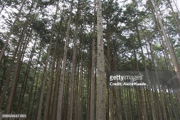 japan, shizuoka prefecture, honkawane, cryptomeria japonica forest - cryptomeria japonica stock pictures, royalty-free photos & images
